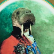 Odobenus Rosmarus Walrus Plate Details
