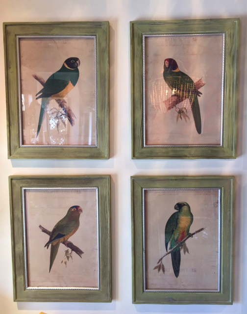 Framed Parrot Portraits