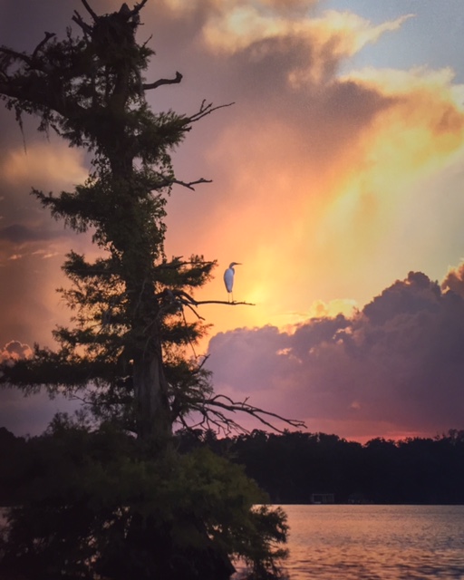 Spencer Warlick Egret Photograph